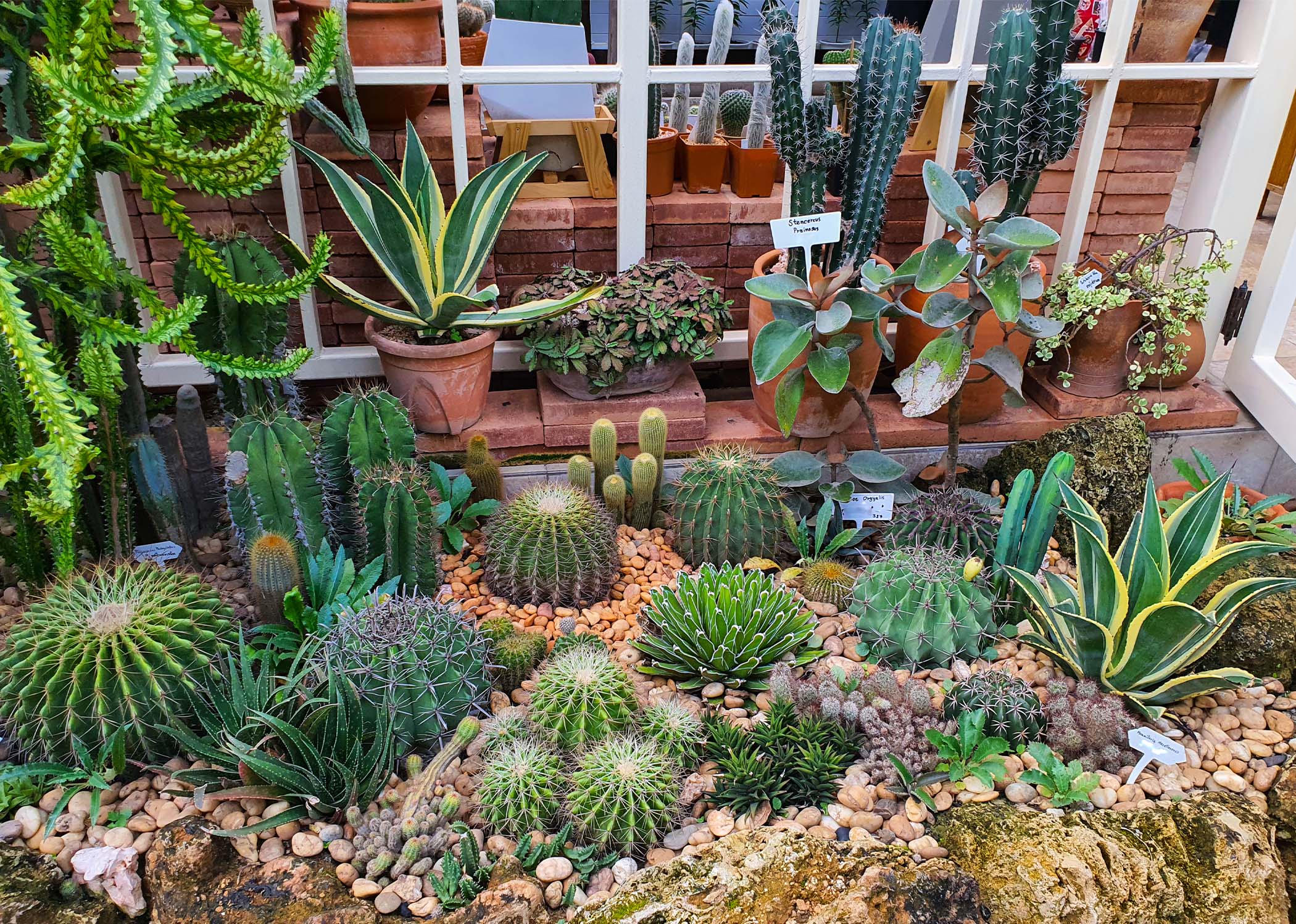 Cactus Garden